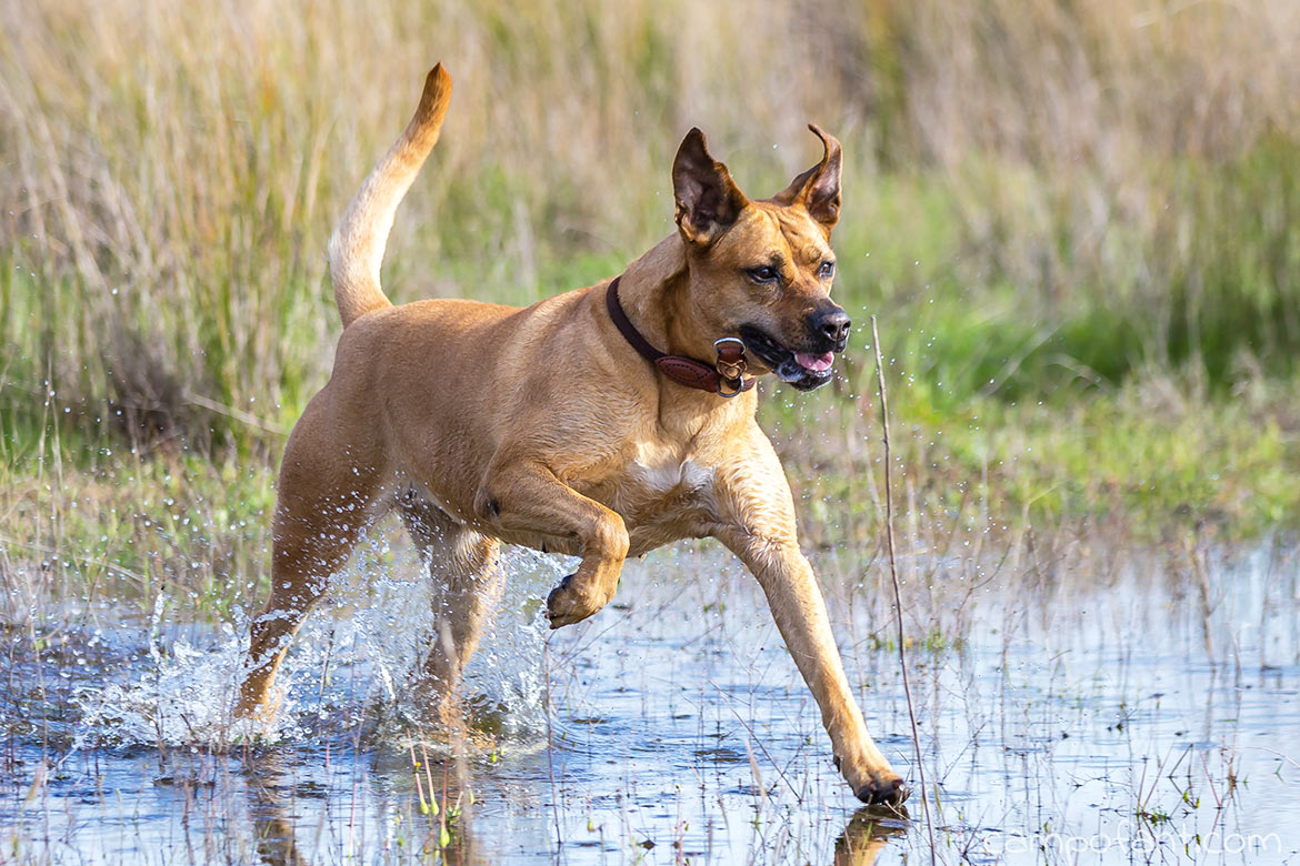 Camping mit Hund, hundefreundlicher Campingplatz, Hundeurlaub