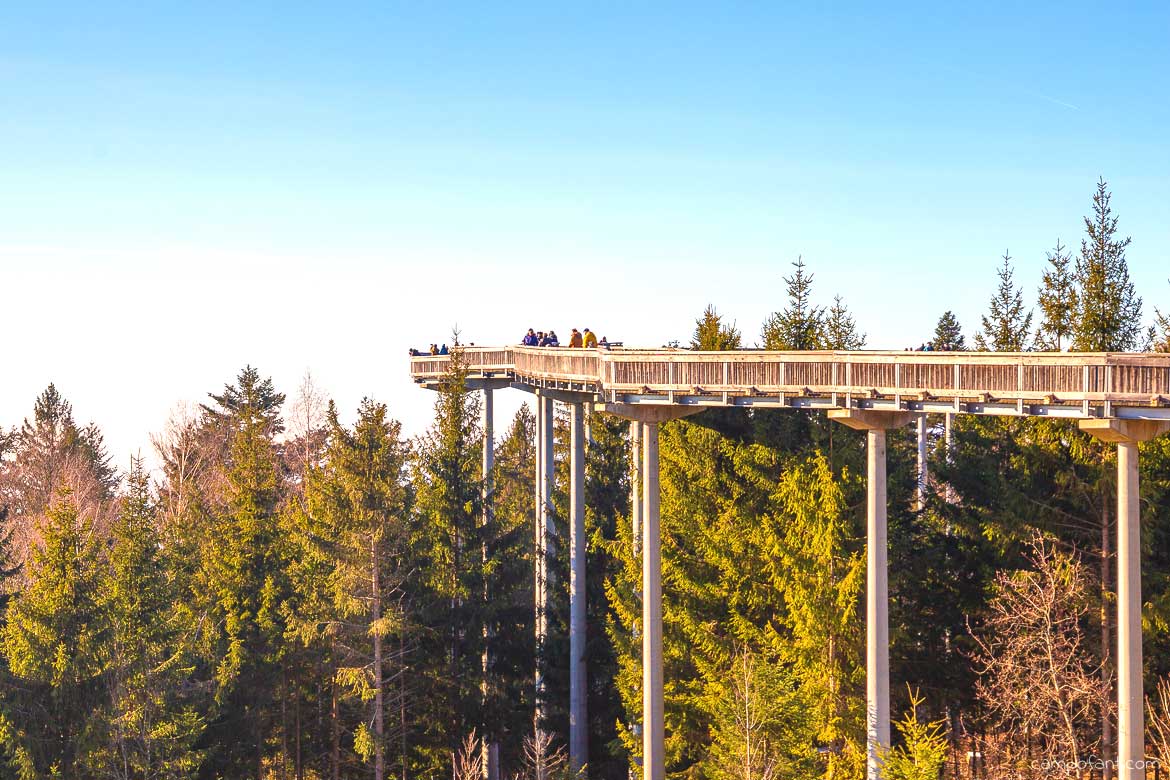 Waldwipfelweg St. Englmar Niederbayern
